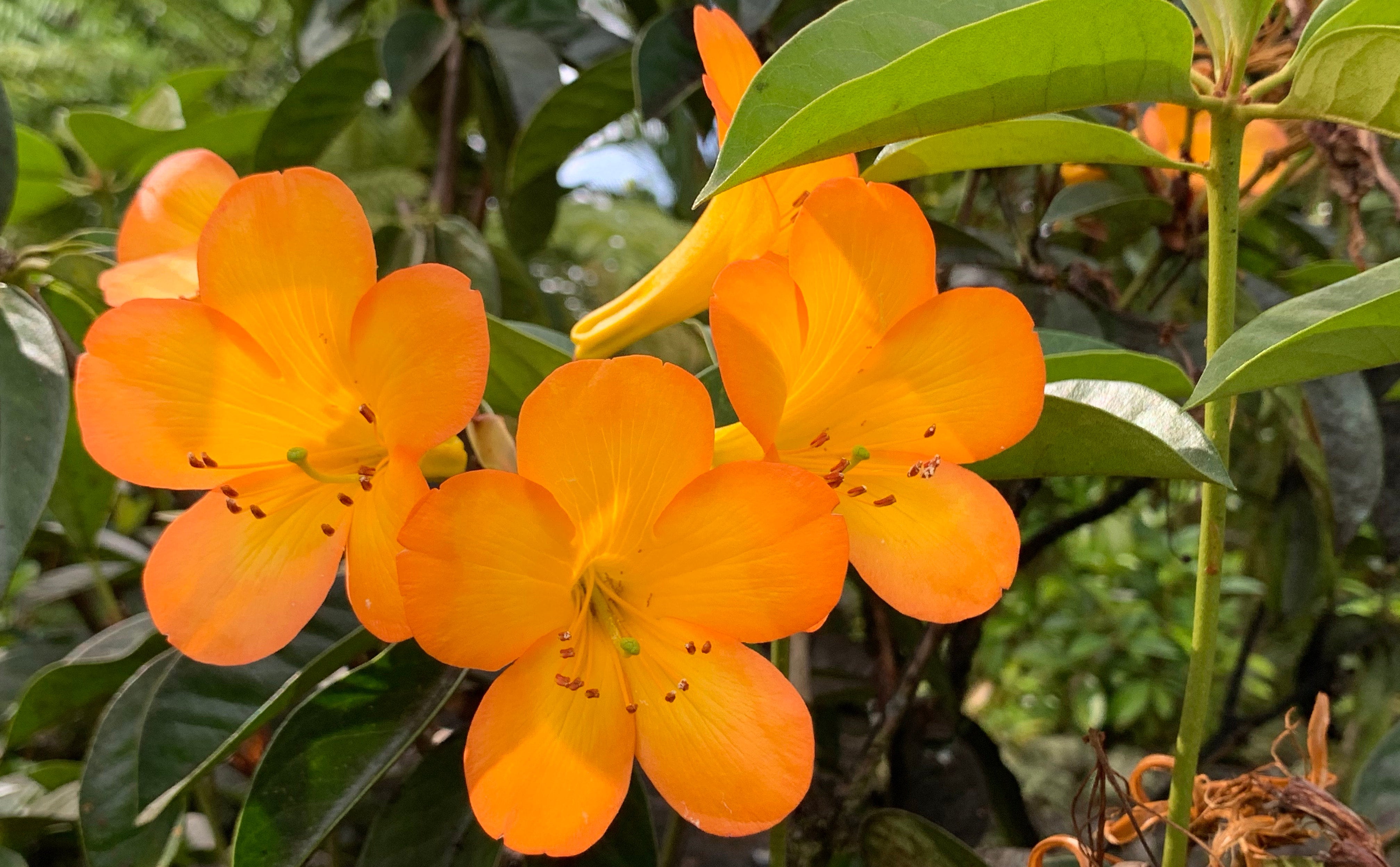 membership-to-the-friends-of-the-pana-ewa-zoo-panaewa-rainforest-zoo