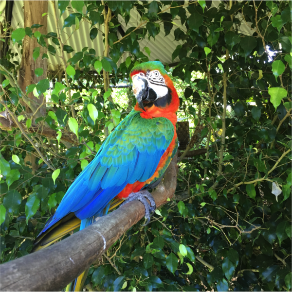 Catalina Macaw
